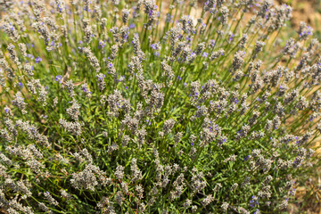 Flowering lavender. Field of blue flowers. Lavandula - flowering plants in the mint family, Lamiaceae. 
