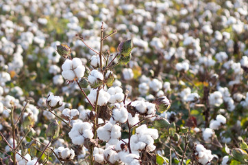 Cotton fields ready for harvesting