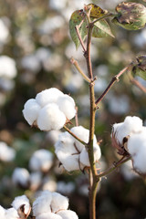 Cotton fields ready for harvesting