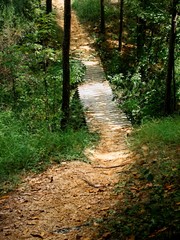 Path in the Woods to a Bridge 3