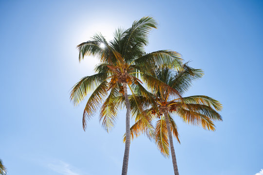 palm tree and blue sky © SHOTPRIME STUDIO