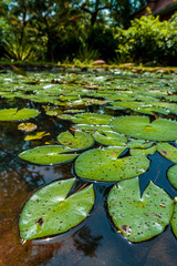 water lily in pond