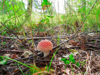 red mushroom in the forest