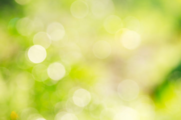 Green background, blurred bokeh and sunlight 