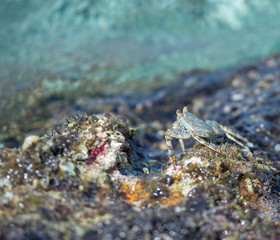 Blue water crab at shoreline, Bonaire