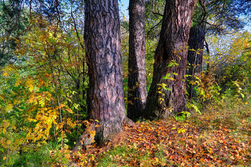 Autumn landscape on the banks of a forest river on a sunny warm day.