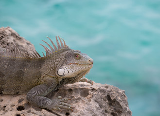 Iguana close up near seaside, Bonaire