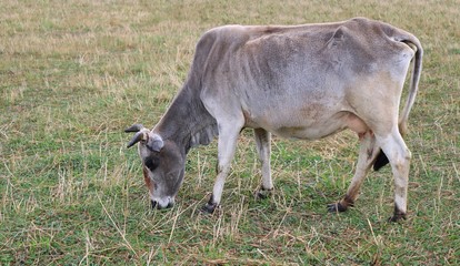 Naklejka na ściany i meble Grey Zebu cow with horns grazing in the pasture field on a summer day