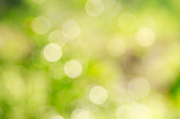 Fototapeta premium Green background, blurred bokeh and sunlight 
