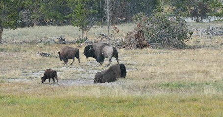 Yellowstone National Park wildlife and animal refuge for great herds of American Bison Buffalo and Rocky Mountain Elk. Geothermal ecosystem. Biology, geography and ecology.