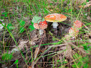 Amanita family in the grass in the forest