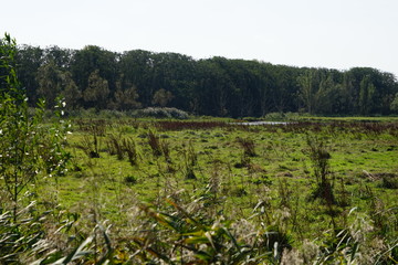 Wiese und Wald in der Aalbeek-Niederung