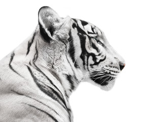 Naklejka premium Beautiful white tiger portrait on white background