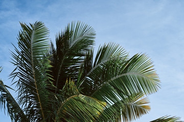 Fototapeta premium palm tree on background of blue sky