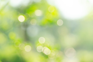 Green background, blurred bokeh and sunlight 