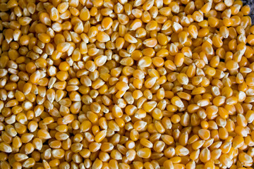 Corn used to make popcorn but uncooked and upopped. Raw ingredient used for food.