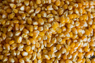 Corn used to make popcorn but uncooked and upopped. Raw ingredient used for food.