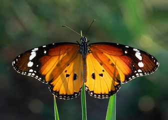  Danaus chrysippus, mariposa tigre con las alas abiertas