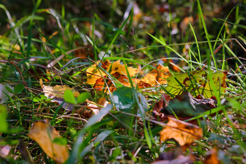 Fallen autumn yellow leaves on the grass in the forest close-up.
