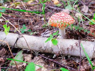fly agaric in the grass by the forest