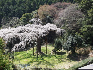 長興山の枝垂れ桜