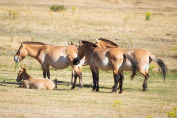 Equus ferus przewalskii, beautiful wild horses in natural habitat .