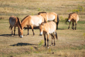 Naklejka na ściany i meble Equus ferus przewalskii, beautiful wild horses in natural habitat .