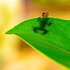 A poisonous strawberry dart frog (oophaga pumilio) in hiding behind a leaf on Bastimentos island in Panama.