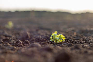 Small green plant at dry soil