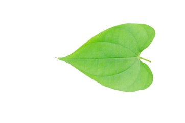 Fototapeta premium Green leaves isolated from white background 