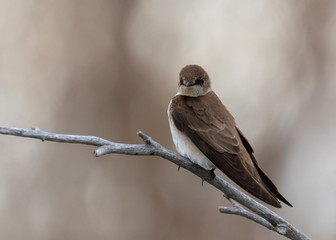 Bank Swallow