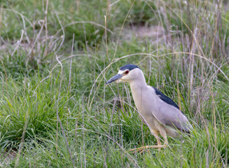 Black Crowned Night Heron