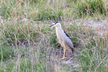 Black Crowned Night Heron