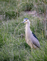 Black Crowned Night Heron
