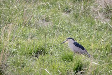 Black Crowned Night Heron