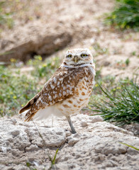 Burrowing Owl