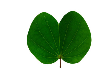 Green leaves isolated from white background 
