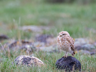 Burrowing Owl