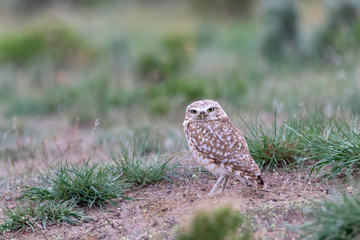  Burrowing Owl