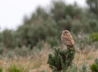 Burrowing Owl