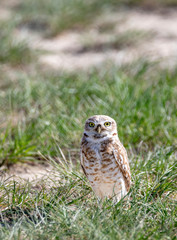 Burrowing Owl