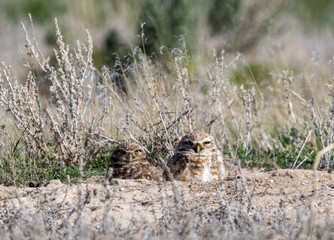 Burrowing Owls