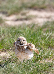 Burrowing Owl