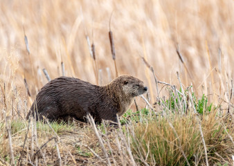 North American River Otter