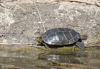 Painted Turtle