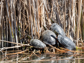 Painted Turtles