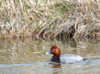 Redhead Duck