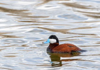 Ruddy Duck
