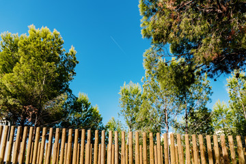 Fototapeta premium Walkway with wooden logs to cross a pine forest.