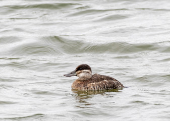 Female Ruddy Duck